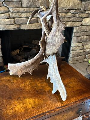Sale Photo Thumbnail #98: Rustic Free Standing Moose Antler Table Lamp With A Rawhide Translucent Shade
34" Tall, 18" Widest Part of Base