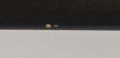 LOT 501B: Linda Le Kinff Art Work