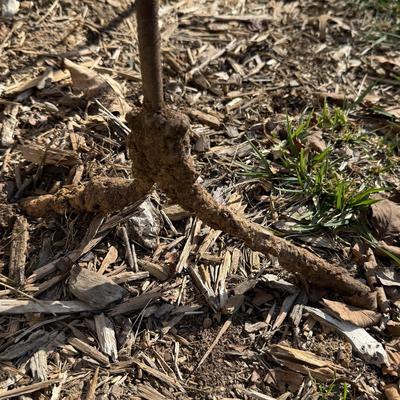 Three Rustic Iron Trellises