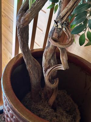 Sale Photo Thumbnail #34: HUGE Artificial Tree (Looks Real!) in Container