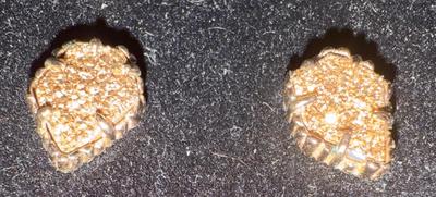 Gold Like Encrusted Type Pierced Earrings