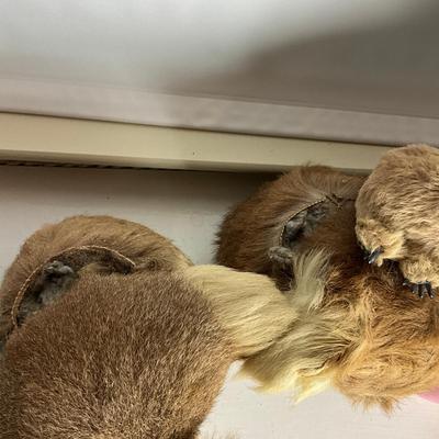 M261 Set Of Five Koala Bears Made Of Real Fur