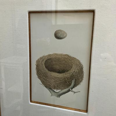 M269 Set Of Six Antique Colored Bird Nest By Francis MOrris