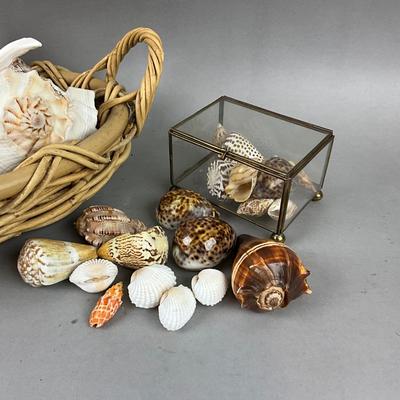 M436 Basket Of Shells With Glass Box