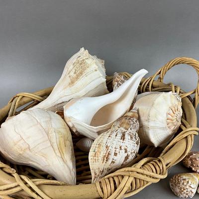 M436 Basket Of Shells With Glass Box