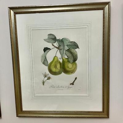 L465 Pair Of Orange & Pear Botanical Engravings By Henri Duchamel