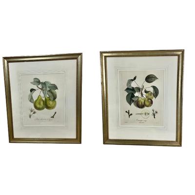 L465 Pair Of Orange & Pear Botanical Engravings By Henri Duchamel