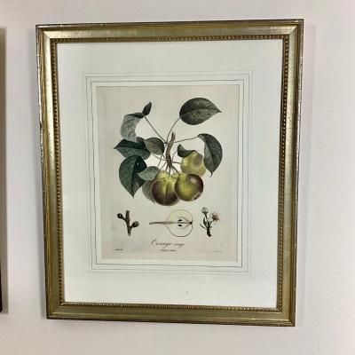 L465 Pair Of Orange & Pear Botanical Engravings By Henri Duchamel