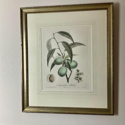 L466 Pair Of Peach & Madiline Botanical Engravings By Henri Duchamel