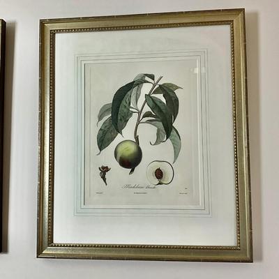 L466 Pair Of Peach & Madiline Botanical Engravings By Henri Duchamel
