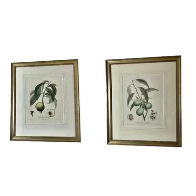 L466 Pair Of Peach & Madiline Botanical Engravings By Henri Duchamel