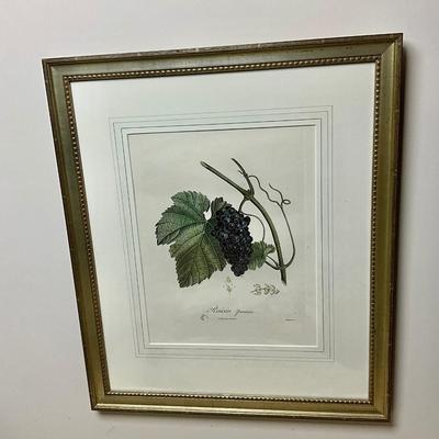L467 "Rasin" Botanical Engraving By Henri Duchamel