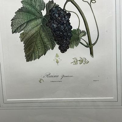 L467 "Rasin" Botanical Engraving By Henri Duchamel