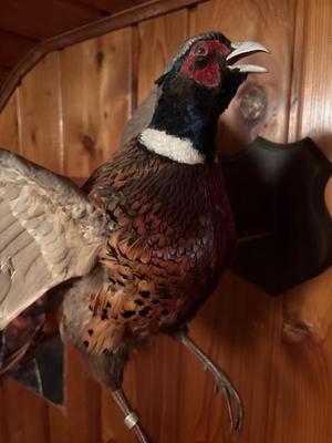 Sale Photo Thumbnail #198: See pics