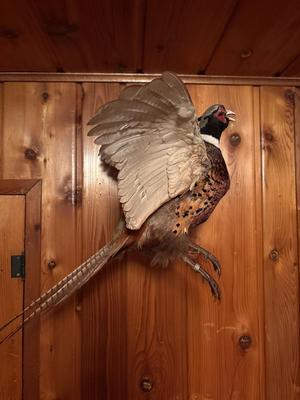 Sale Photo Thumbnail #197: See pics