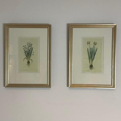 L932 Pair Of Jacaop Ligozzi Prints Of Hyncinth Narcissus Flowers