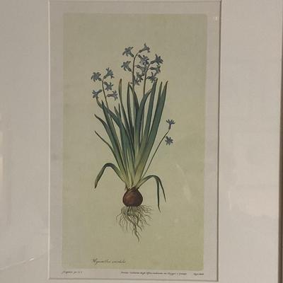 L932 Pair Of Jacaop Ligozzi Prints Of Hyncinth Narcissus Flowers