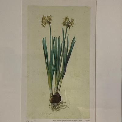 L932 Pair Of Jacaop Ligozzi Prints Of Hyncinth Narcissus Flowers