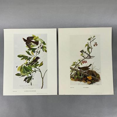 Set Of Eight Pibb Birds Of America Prints