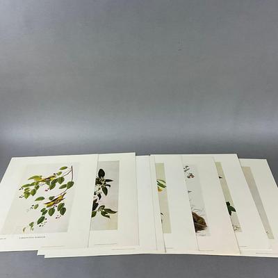 Set Of Eight Pibb Birds Of America Prints