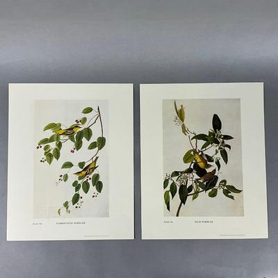 Set Of Eight Pibb Birds Of America Prints