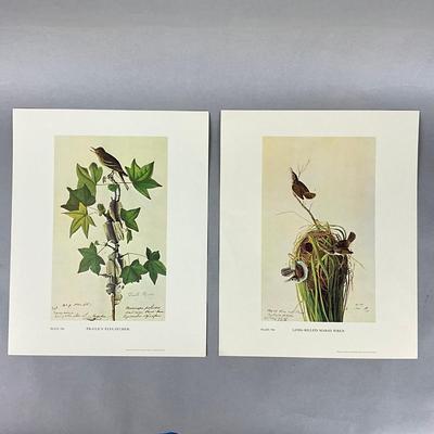 Set Of Eight Pibb Birds Of America Prints