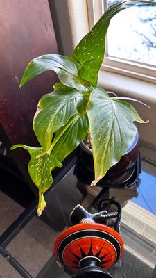 VASES FROM GREECE AND LIVE PLANT