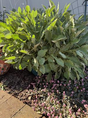 Garden Decor And Potted Plants