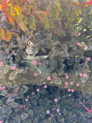 Garden Decor And Potted Plants