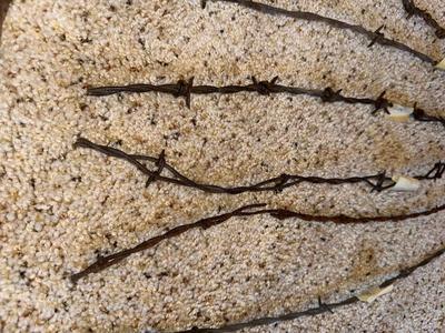 AN ASSORTMENT OF BARBED WIRE