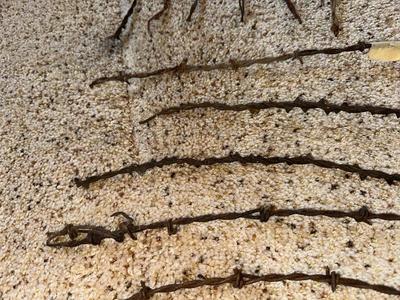 AN ASSORTMENT OF BARBED WIRE