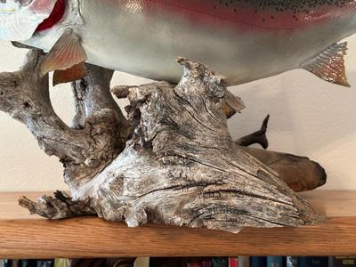 TAXIDERMY RAINBOW TROUT MOUNT ON DRIFTWOOD