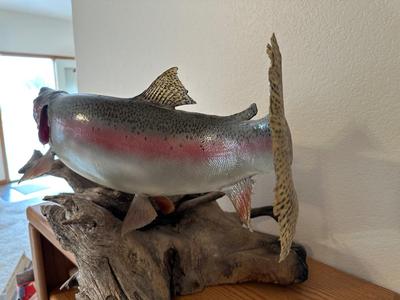 TAXIDERMY RAINBOW TROUT MOUNT ON DRIFTWOOD