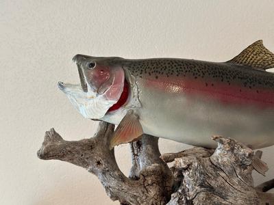 TAXIDERMY RAINBOW TROUT MOUNT ON DRIFTWOOD