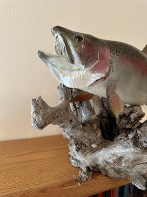 TAXIDERMY RAINBOW TROUT MOUNT ON DRIFTWOOD
