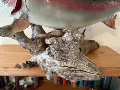 TAXIDERMY RAINBOW TROUT MOUNT ON DRIFTWOOD