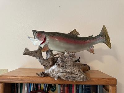 TAXIDERMY RAINBOW TROUT MOUNT ON DRIFTWOOD