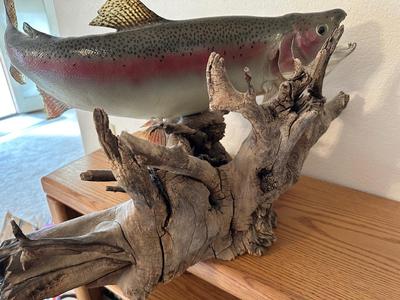 TAXIDERMY RAINBOW TROUT MOUNT ON DRIFTWOOD