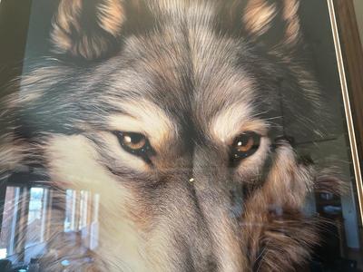 LARGE DAVE MERRICK “INDIGO” WOLF PICTURE WITH A BEAUTIFUL FRAME