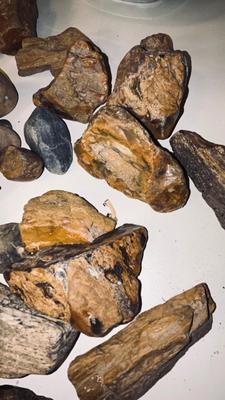 MORE PETRIFIED WOOD AND STONES