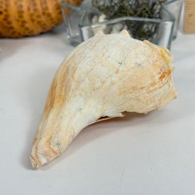 LOT 46: Collection of Shells, Pinecones & Coral