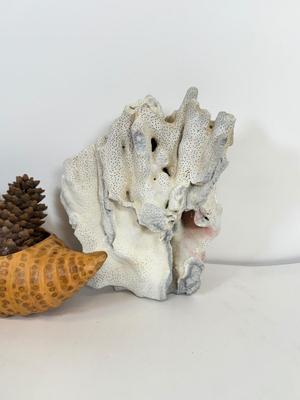 LOT 46: Collection of Shells, Pinecones & Coral