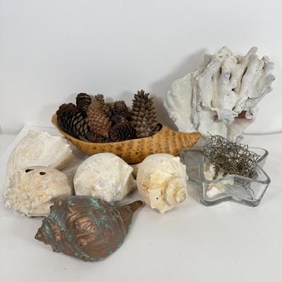 LOT 46: Collection of Shells, Pinecones & Coral