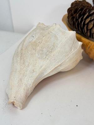 LOT 46: Collection of Shells, Pinecones & Coral