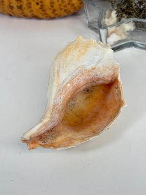 LOT 46: Collection of Shells, Pinecones & Coral