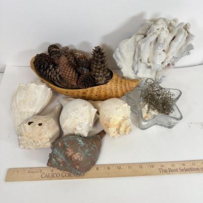 LOT 46: Collection of Shells, Pinecones & Coral