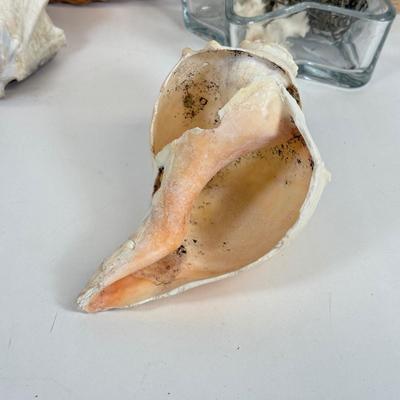 LOT 46: Collection of Shells, Pinecones & Coral