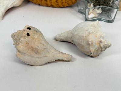 LOT 46: Collection of Shells, Pinecones & Coral