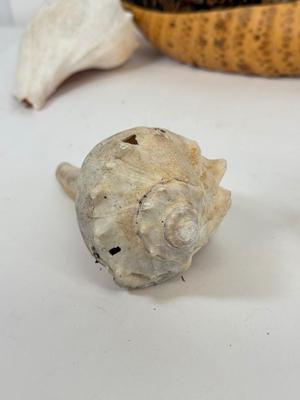 LOT 46: Collection of Shells, Pinecones & Coral