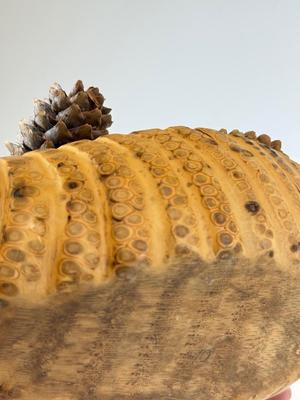 LOT 46: Collection of Shells, Pinecones & Coral